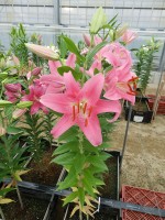 [4347 Piceno VH No01.JPG]